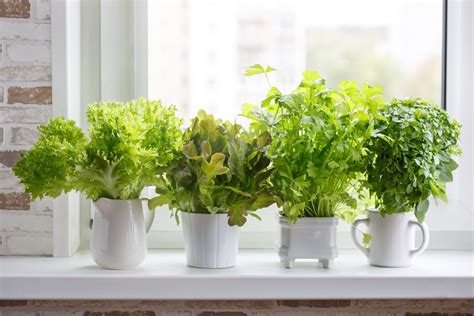 beautiful herbs  grow  pots    garden