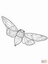 Cicada Coloring Flying Pages Drawing Printable Line Insect Supercoloring Tattoo Bug Crafts Butterfly Bugs Drawings Insects Beetle Version Click Paintingvalley sketch template