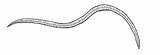 Hookworm Vermes Lombrices Ascaris Intestinales Parasitas Hesperian Verme Vers Oxiuros Lombrigas Lombriz Fezes Selles Guides Boca Trichiura Trichuris sketch template