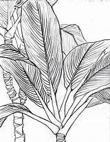 Drawing Line Contour Leaf Leaves Drawings Plant Life Still Continuous Pencil Jungle Draw Palm Lines Bamboo Tropical Dessin Illustration Tes sketch template