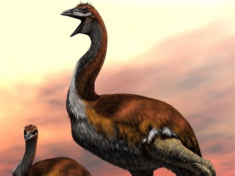largest bird   lived revealed express star