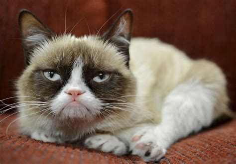 grumpy cat rewarded for persistent frowning gets endorsement deal
