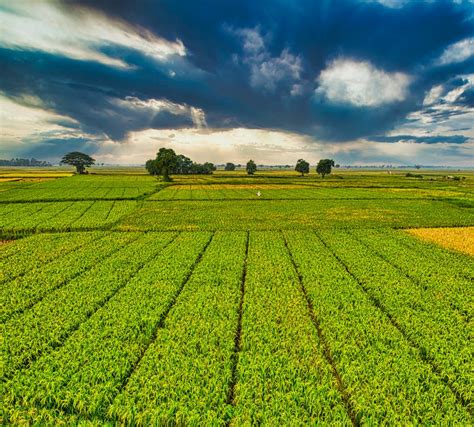 plantation  green crops growing  agricultural farm  stock photo