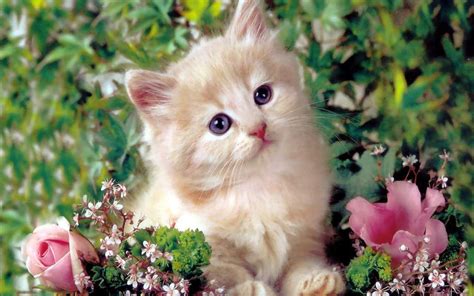 cute kitten kittens wallpaper  fanpop
