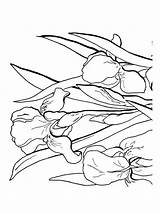 Iris Pages Coloring Flower Recommended sketch template