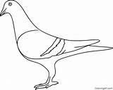 Pigeon Coloringall Colouring sketch template