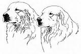 Pyrenees Great Coloring Dog 215px 24kb Club America Choose Board sketch template