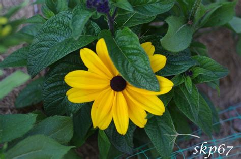 peek  boo flower  flowers plants