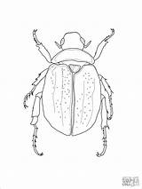 Beetle Coloring Scarab Drawing Pages Chevy Logo Beetles Printable Color Coloringbay Drawings sketch template