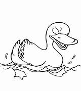 Duck Canard Pato Nadando Colorare Coloriage Anatra Nuota Disegno Patos sketch template