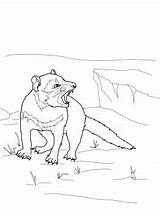 Tasmanian Mammals Literacy sketch template