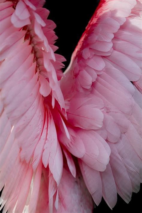 pin by maxinez on trend board 2018 everything pink pink bird pink