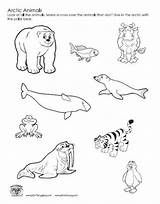 Animal Coloring Pages Track Getcolorings Arctic sketch template