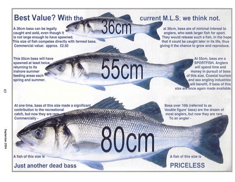 Eaa Conservation Of Sea Bass Debate In European Parliament Bass