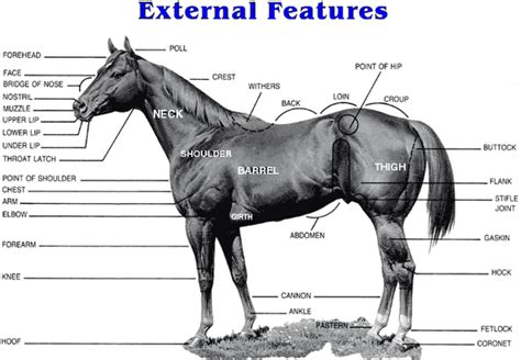 horse anatomy pictures    horse rick gore horsemanship
