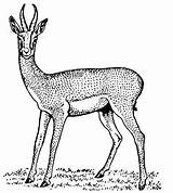 Gazelle Coloring Pages sketch template