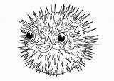 Blowfish Threatened Feeling Template Fish sketch template