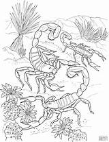 Coloring Dangerous Scorpion Animals Coloringbay sketch template