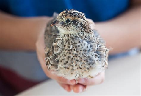 tips  raising coturnix quail