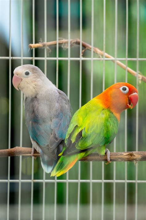 Pair Of Lovebirds In A Cage Stock Image Image Of Pair Beautiful