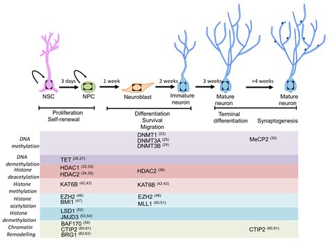 Ijms Free Full Text Regulation Of Adult Neurogenesis In Mammalian Brain
