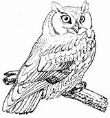 Owl Screech Coloring Pages Bird Animalstown Color Drawings sketch template