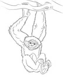 gibbon hanging   tree coloring page  printable coloring pages