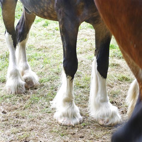 poulshot wilts   wadworth shire horse flickr
