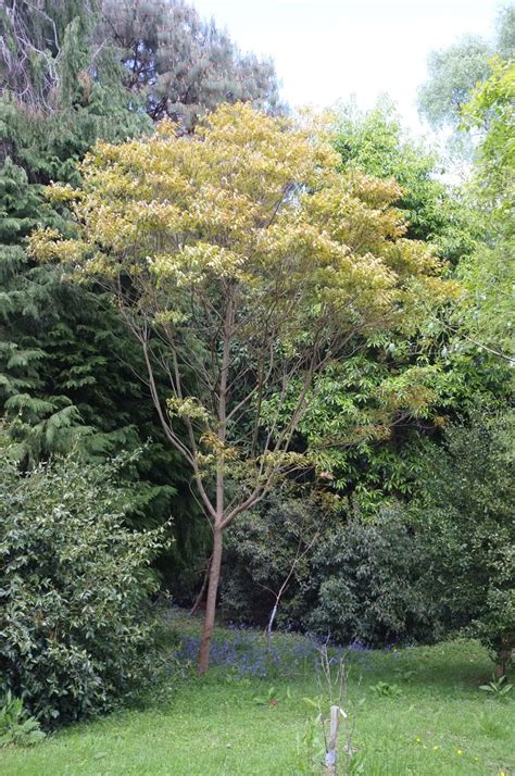 rhus integrifolia tree