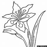 Gladiolus Coloring Georgia Pages Keeffe Flower Designlooter Thecolor 560px 76kb Color Getcolorings Printable sketch template