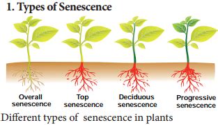 senescene