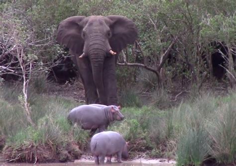 juvenile hippos    elephant bull      lol