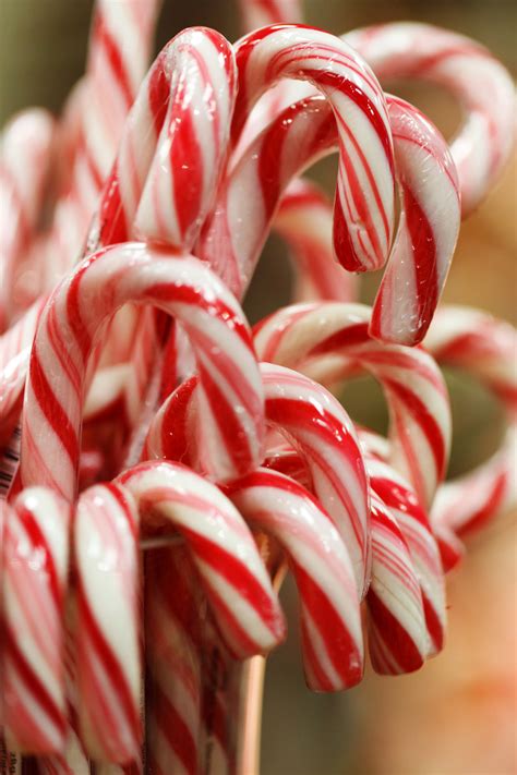 christmas candy canes  stock photo public domain pictures