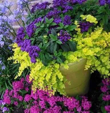 choosing plants   perennial container