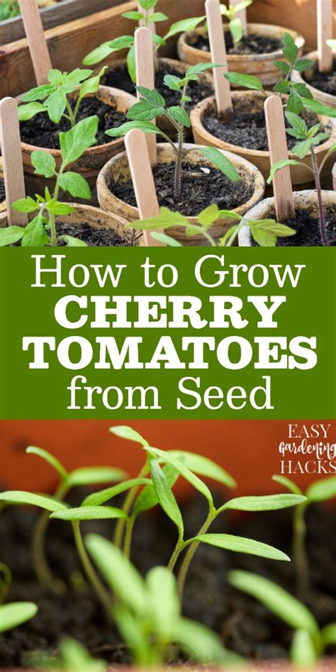 grow cherry tomatoes  seed easy gardening hacks