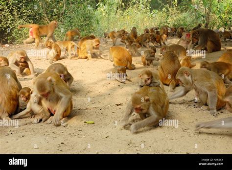 rhesus monkey stock photo alamy