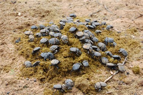 dung beetles offset climate change smart news smithsonian