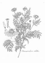 Roman Chamomile Botanical Illustration Drawing Illustrations Choose Board sketch template