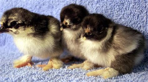 Black Cochin Bantam Chickens For Sale Cackle Hatchery