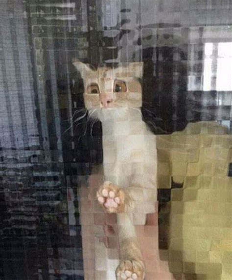funny    resolution cats  pixelated glass doors