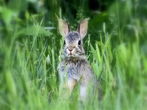 cute bunny face photograph  maureen rose fine art america