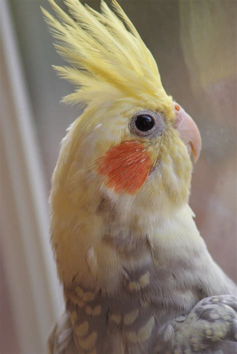 pearl cockatiel  demondogzuko  deviantart