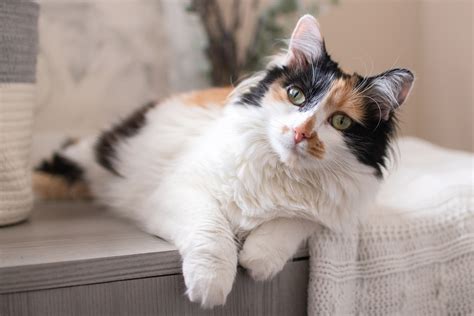 calico cat breed profile characteristics care