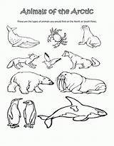 Arctic Artic Worksheets Tundra Animales Scienze Dibujo Antarctic Coloringhome Ciencias Sciences Artico Toddlers Polares Preschoolers sketch template
