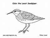Sandpiper Piper sketch template