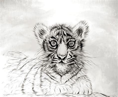 White Tiger Cub Drawing By Abstract Angel Artist Stephen K