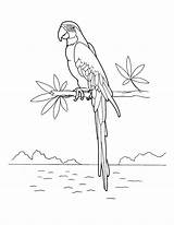 Pres Perroquet Colorkid Oiseaux Aras sketch template