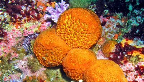 sea sponges virily