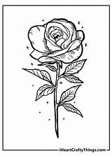 Rose Coloring Pages Iheartcraftythings sketch template