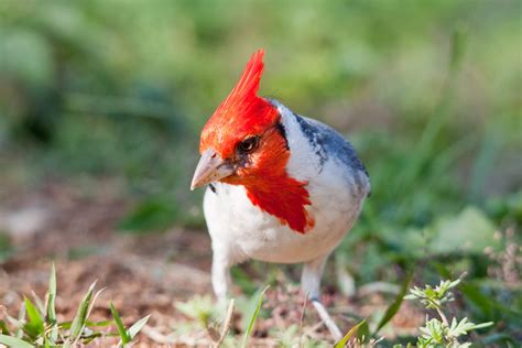 red crested cardinal  cardinal  oahu   commo flickr